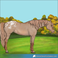 Horse Color:Red Dun Appaloosa  and Red Dun Appaloosa 