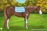 Horse Color:Chestnut Sabino