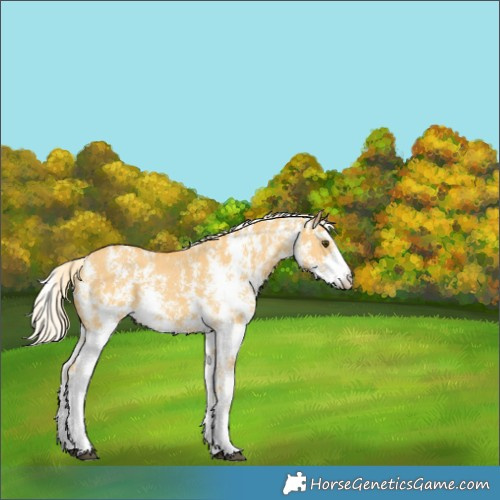 Horse Color:Palomino Dun Sabino 
