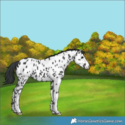 Horse Color:Unknown 