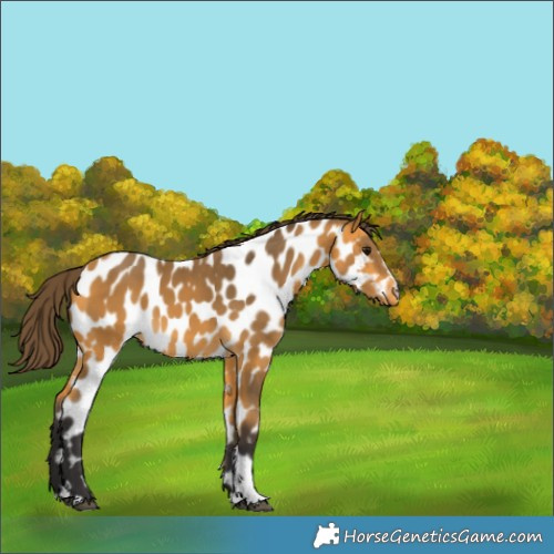 Horse Color:Buckskin Near Leopard 