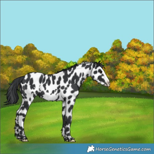 Horse Color:Black Frame Near Leopard 