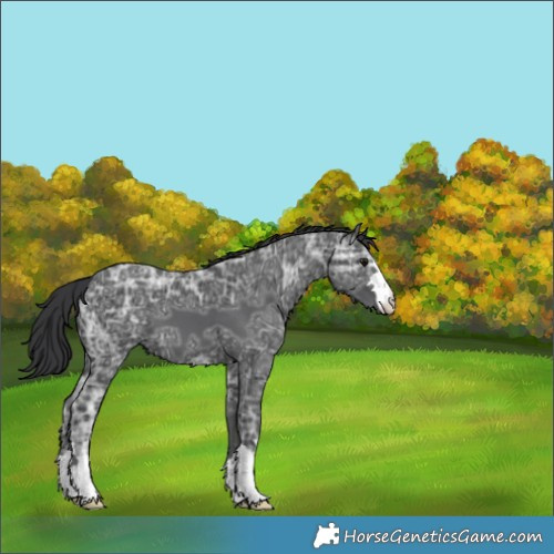 Horse Color:Black Ice
