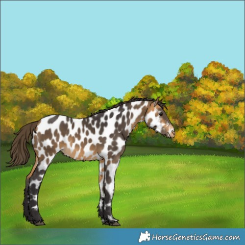 Horse Color:Buckskin Near Leopard 