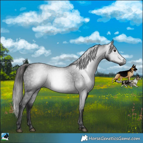 Horse Color:Gray Black Appaloosa 