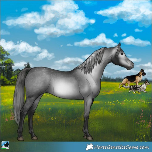 Horse Color:Gray Black Appaloosa 