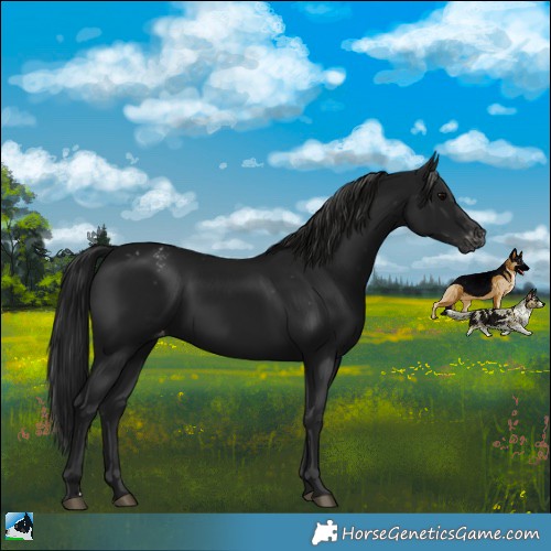 Horse Color:Gray Black Appaloosa