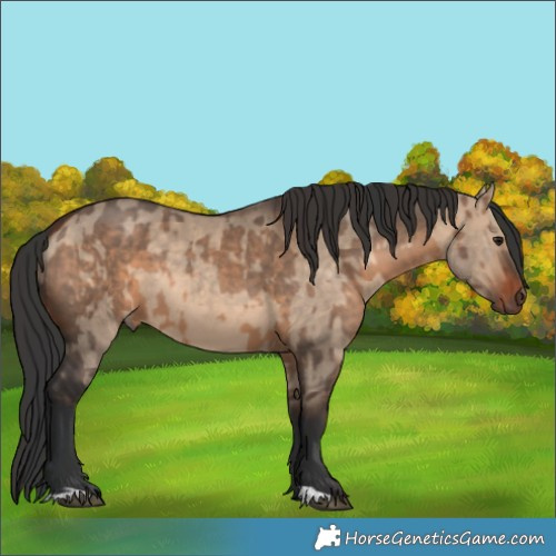 Horse Color:Brown Dun and Bay Dun