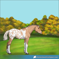 Horse Color:Silver Bay Dun Tobiano Appaloosa 