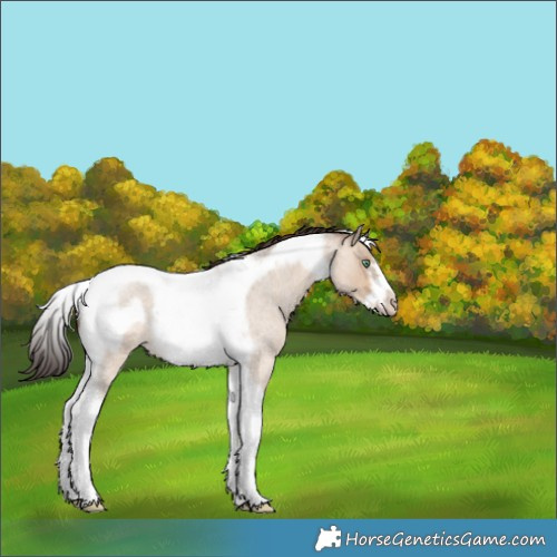 Horse Color:Sable Champagne Roan Dun Tobiano Frame Rabicano 