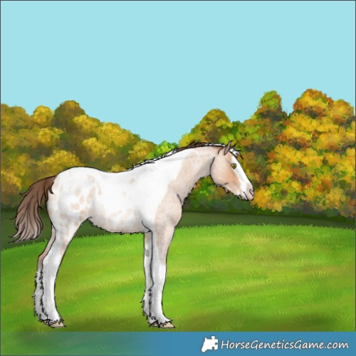 Horse Color:Amber Champagne Roan Splash Tobiano Blanket Rabicano 