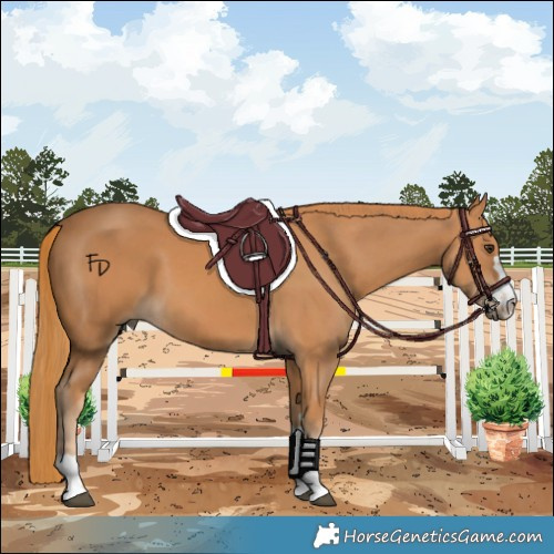 Horse Color:Chestnut 