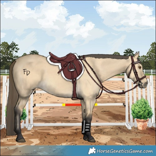 Horse Color:Buckskin Dun 