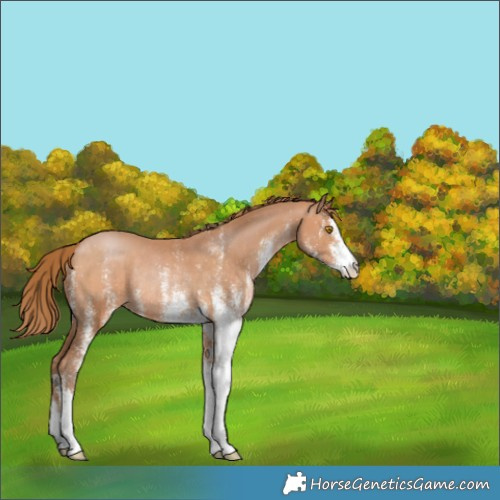 Horse Color:White Spotted Bay Pearl Rabicano 