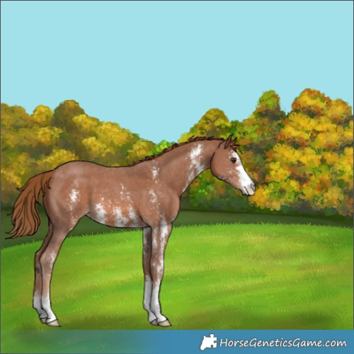 Horse Color:Chestnut Sabino 