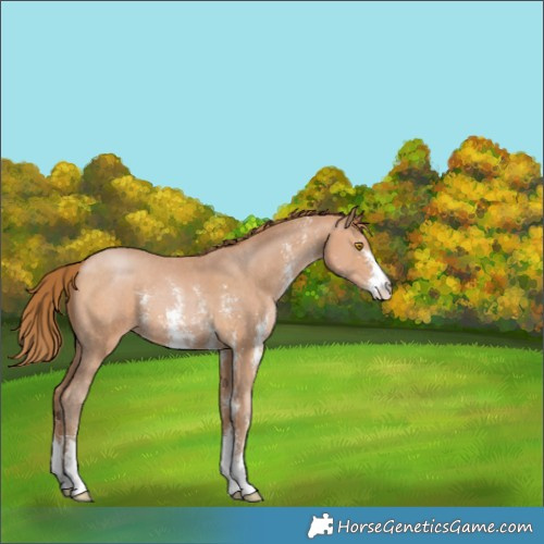 Horse Color:Bay Pearl Sabino 
