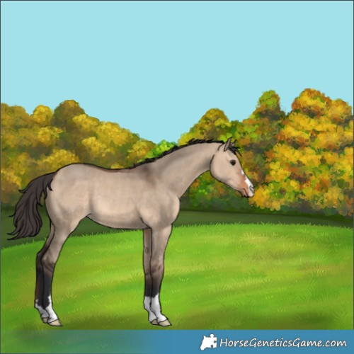 Horse Color:Bay Dun Rabicano 