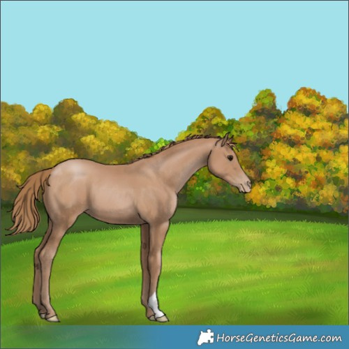 Horse Color:Black Pearl 