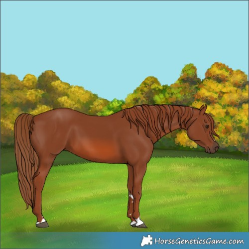 Horse Color:Chestnut 