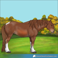 Horse Color:Chestnut Tobiano 