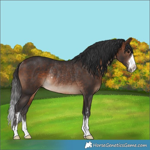 Horse Color:Brown Rabicano 