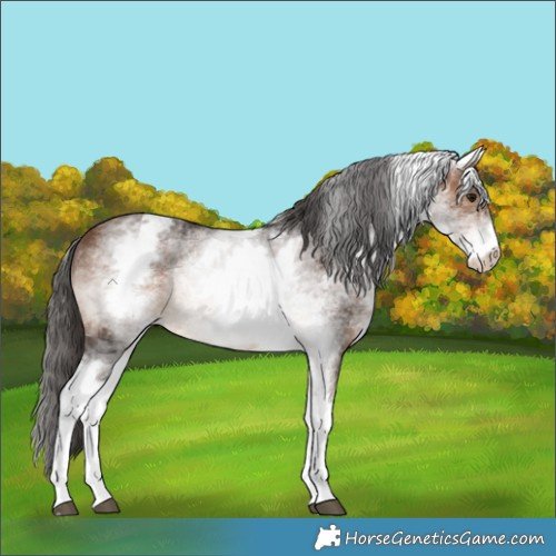 Horse Color:White Spotted Brown 