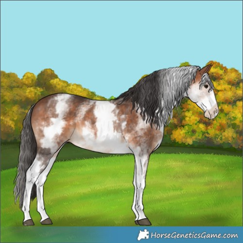 Horse Color:White Spotted Brown 