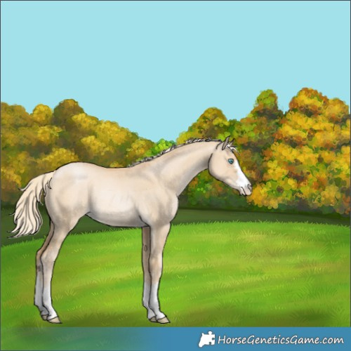 Horse Color:Palomino Pearl Dun Rabicano 