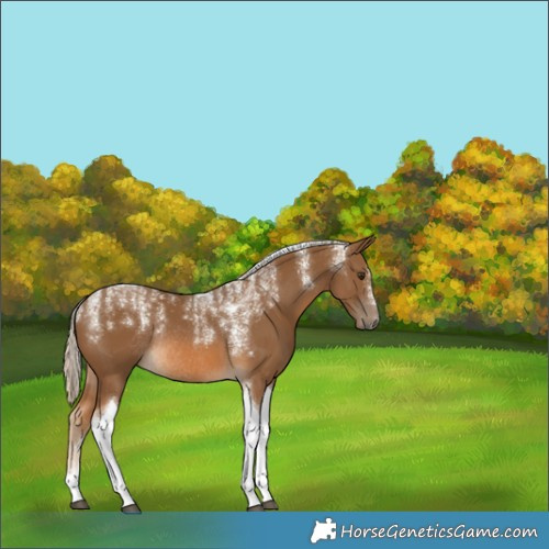 Horse Color:Powder White Chocolate Palomino Tobiano Rabicano 