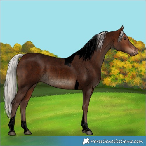 Horse Color:Void Silver Brown Roan Tobiano Rabicano 