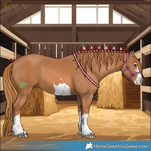 Horse Color:Chestnut 