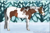 Horse Color:Bay Splash Tobiano
