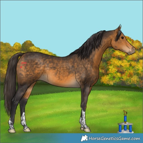 Horse Color:Buckskin Tobiano Rabicano 