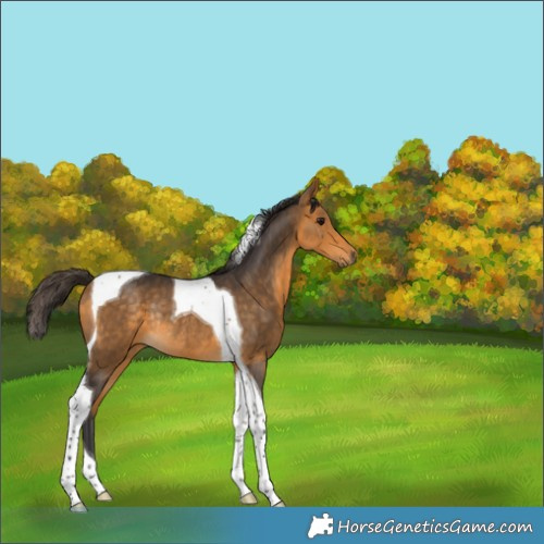 Horse Color:Buckskin Tobiano Rabicano 