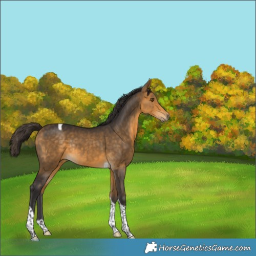 Horse Color:Buckskin Tobiano Rabicano