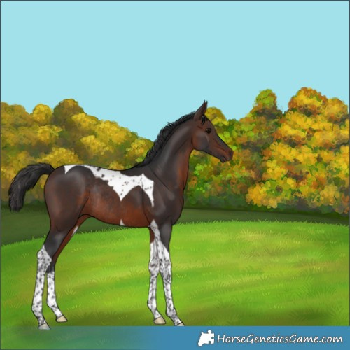 Horse Color:Brown Tobiano Rabicano 