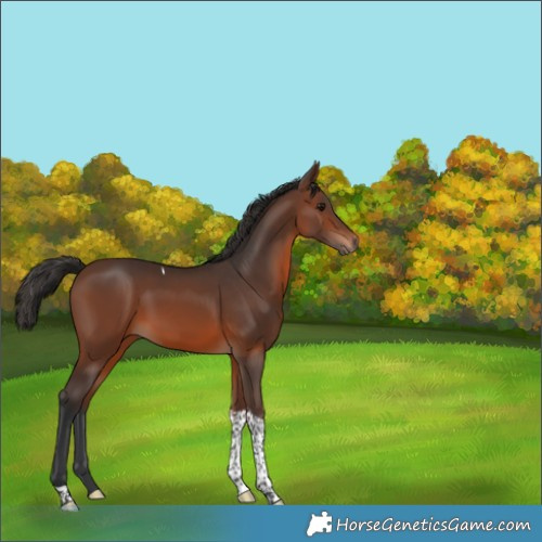 Horse Color:Brown Tobiano Rabicano