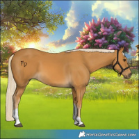 Horse Color:Palomino Tobiano 