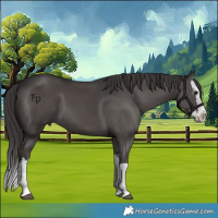 Horse Color:Smoky Black Splash 