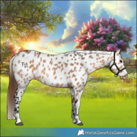 Horse Color:Bay Dun Leopard 