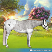 Horse Color:Liver Red Roan Splash Appaloosa