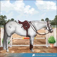 Horse Color:White Spotted Bay Dun Frame 