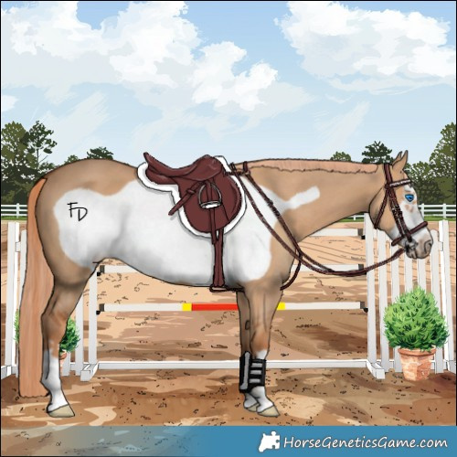 Horse Color:Red Dun Frame 
