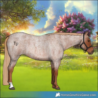 Horse Color:Red Roan 
