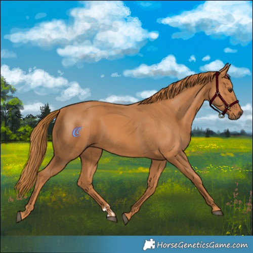 Horse Color:Chestnut  and Chestnut 
