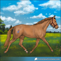 Horse Color:Chestnut  and Chestnut 
