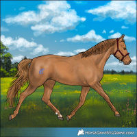 Horse Color:Chestnut  and Chestnut 