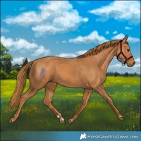 Horse Color:Chestnut  and Chestnut 