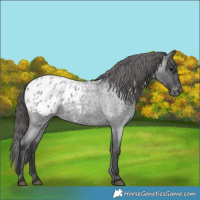 Horse Color:Blue Roan Blanket Rabicano 