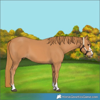Horse Color:Chestnut 
